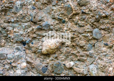 Nahaufnahme von Menhir-Konglomeratgestein / Standstein mit Clasts und Matrix in Wéris, Luxemburg, belgischen Ardennen, Wallonien, Belgien Stockfoto