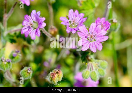 Taubenfuß Kranzschnabel (Geranium Molle), Nahaufnahme mit den kleinen rosa Blüten dieser niedrig wachsenden jährlichen Wildblume, isoliert vom Hintergrund. Stockfoto