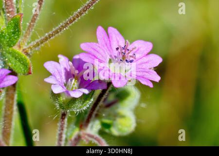 Taubenfuß Kranzschnabel (Geranium Molle), Nahaufnahme mit den kleinen rosa Blüten dieser niedrig wachsenden jährlichen Wildblume, isoliert vom Hintergrund. Stockfoto