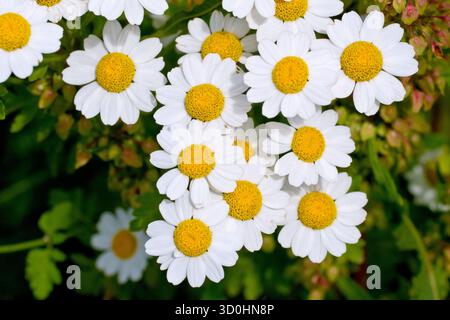 Fieber (tanacetum parthenium), Nahaufnahme einer Gruppe kleiner Gänseblümchen wie Blüten der gewöhnlichen Wildblume. Stockfoto