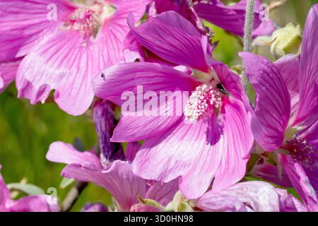 Baum-Malve oder Hollyhock (malva, malvaceae), Nahaufnahme mit Fokus auf eine einzelne große rosa Blume dieser gemeinsamen Gartenpflanze. Stockfoto