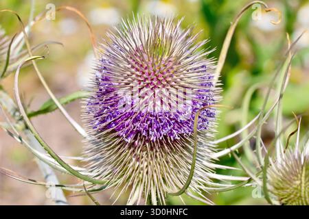 Teasel (dipsacus fullonum), Nahaufnahme zeigt den spitzen Blütenkopf dieser markanten Wildpflanze, die violetten Blüten zwischen den Stacheln. Stockfoto