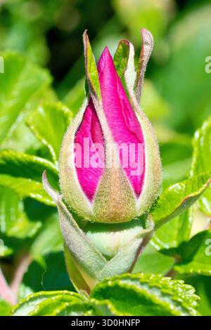 Wildrose oder Japanische Rose (rosa rugosa), Nahaufnahme einer einzelnen, isolierten Blütenknospe oder Rosenknospe des gewöhnlichen Strauchs. Stockfoto