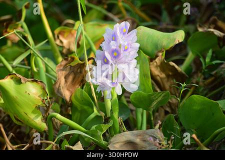 Wasserhyazinthe Flower - Schönheit, die auf stillen Gewässern schwimmt Stockfoto