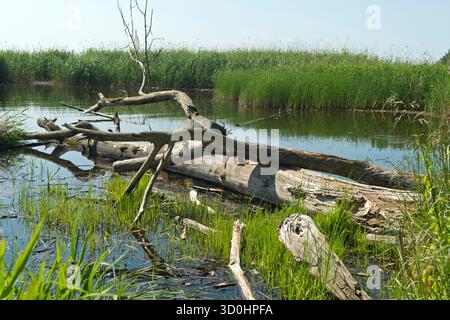 Deadwood liegt in der Lagune Achterwasser, Südspitze des Naturparks Gnitz, Insel Usedom, Mecklenburg-Vorpommern, Deutschland Stockfoto