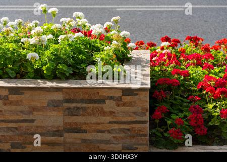 Weiße und rote Geranienblüten wachsen an einem sonnigen Sommertag in einem dekorativen Steinbeet am Straßenrand. Helle städtische Landschaft und lebhaftes flo Stockfoto