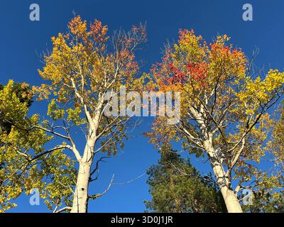 Herbstaspen mit farbenfrohem Herbstlaub vor einem hellblauen Himmel Stockfoto