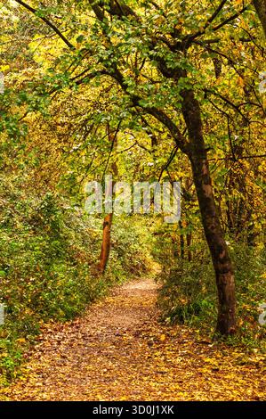 Im Herbst schlängelt sich ein mit Blättern übersäter Pfad durch einen Wald. Stockfoto