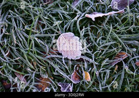 Einzelnes Milchblatt, das am kalten Herbstmorgen auf eiskalten Grashalmen ruht, detaillierte Makroansicht mit gefrorener Natur und zartem jahreszeitlichen Übergang Stockfoto
