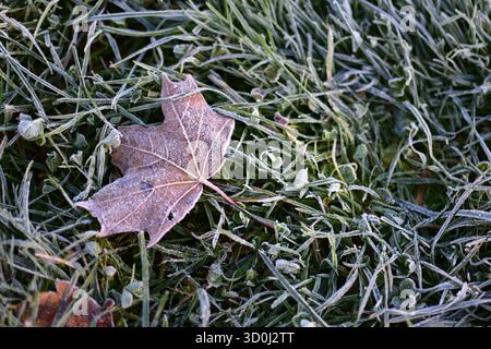 Einzelnes Milchblatt, das am kalten Herbstmorgen auf eiskalten Grashalmen ruht, detaillierte Makroansicht mit gefrorener Natur und zartem jahreszeitlichen Übergang Stockfoto