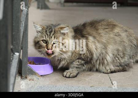 Obdachloses Haustier. Streunende Katze, die draußen aus der Futterschale isst Stockfoto