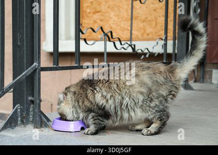 Obdachloses Haustier. Streunende Katze, die draußen aus der Futterschale isst Stockfoto