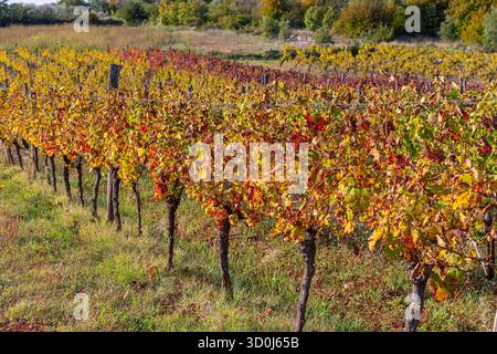Farbenfrohe Weinberge in Istrien, Kroatien Stockfoto