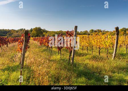 Farbenfroher Weinberg am sonnigen Tag in Istrien, Kroatien Stockfoto