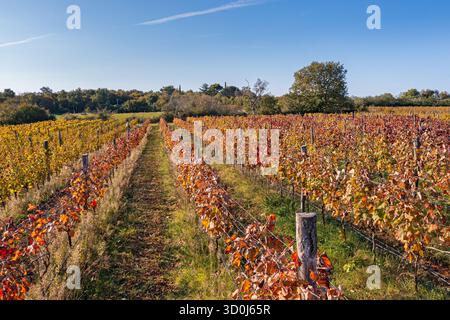 Farbenfrohe Weinberge in Istrien, Kroatien Stockfoto