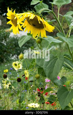 Sonnenblumen im Garten, Helianthus annuus, Gartenpflanze jährliche Jahrespflanzen krautig Stockfoto