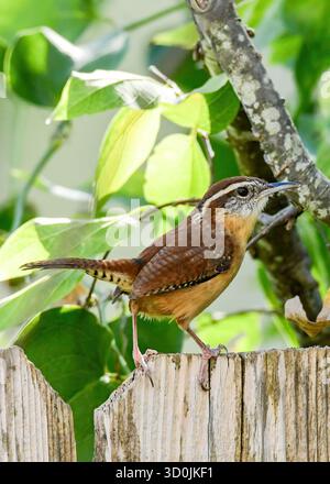 Ein Carolina Wren auf einem Gartenzaun. Stockfoto