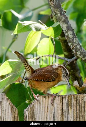 Ein Carolina Wren auf einem Gartenzaun. Stockfoto