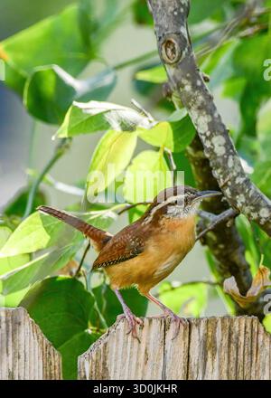 Ein Carolina Wren auf einem Gartenzaun. Stockfoto