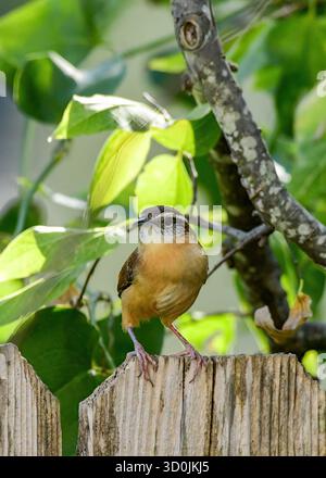 Ein Carolina Wren auf einem Gartenzaun. Stockfoto