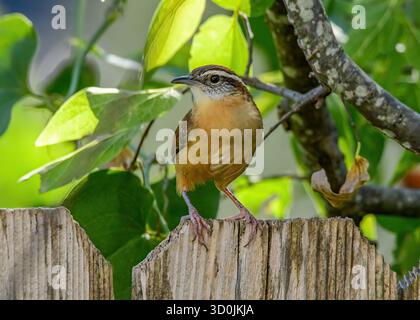 Ein Carolina Wren auf einem Gartenzaun. Stockfoto