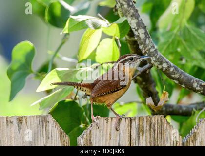Ein Carolina Wren auf einem Gartenzaun. Stockfoto