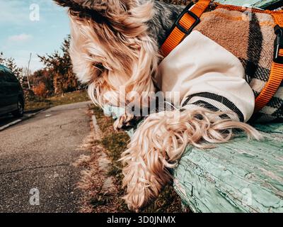 Yorkshire Terrier Hund trägt eine Jacke auf einer Parkbank. Ein niedlicher Yorkie-Hund, Lapdog, wird auf einer Vintage-blauen Holzbank in einem Park gesehen. Stockfoto