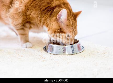 Eine übergewichtige orangene Tabby-Kurzhaarkatze isst Futter aus einer Schüssel Stockfoto