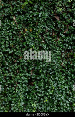 Grüner Kletterelfeu, der vertikal an einer dunkelschwarzen Wand hängt. Lange Zweige mit Blättern. Dramatischer Grün-Schwarz-Kontrast. Vertikale natürliche Textur. Stockfoto