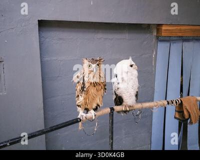 Bubo Ketupu (Bubo Ketupu) und Beluk Jampuk (Bubo sumatranus) thronen auf einem Wald Stockfoto