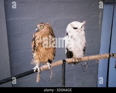 Bubo Ketupu (Bubo Ketupu) und Beluk Jampuk (Bubo sumatranus) thronen auf einem Wald Stockfoto