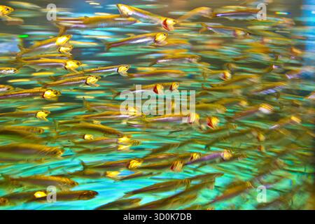 Pazifische Heringsfütterung im Monterey Bay Aquarium, Monterey, Kalifornien, USA Stockfoto