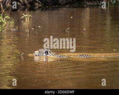 Jaguar (Panthera onca) schwimmt im brasilianischen Pantanal Stockfoto