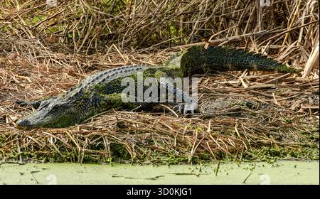 Ein amerikanischer Alligator am Wasserrand Stockfoto