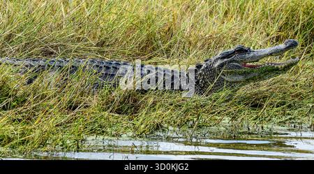 Ein amerikanischer Alligator am Wasserrand Stockfoto
