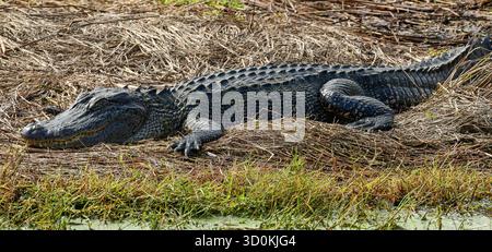 Ein amerikanischer Alligator am Wasserrand Stockfoto