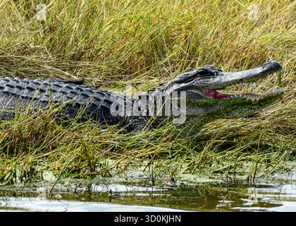 Ein amerikanischer Alligator am Wasserrand Stockfoto