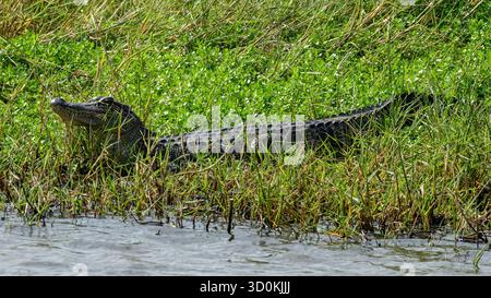 Ein amerikanischer Alligator am Wasserrand Stockfoto