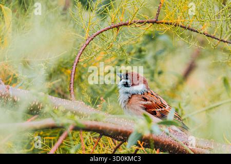 Eurasischer Baumsperling, der auf einem Ast inmitten grüner Laub thront. Detailliertes Gefieder und natürliche Umgebung unterstreichen die Schönheit der Tierwelt. Stockfoto