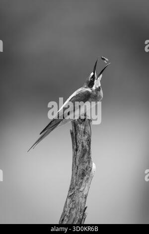 Ein europäischer Bienenfresser auf einem toten Baumstumpf wirft eine Fliege in die Luft. Er hat grüne und braune Flügel mit schwarzem, braunem und gelbem Kopf. Stockfoto