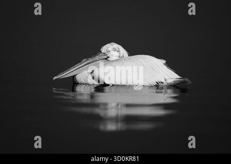 Ein dalmatinischer Pelikan schwimmt auf einem ruhigen, blauen See, legt Kopf, Hals und Schnabel auf seinen Körper und reflektiert. Es hat weißes Gefieder mit einem oder Stockfoto