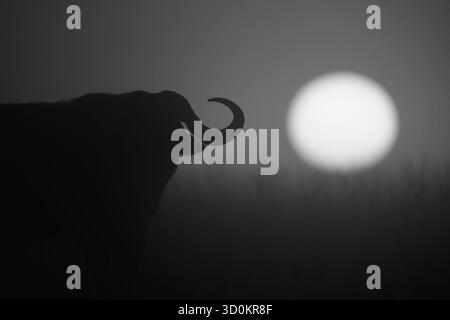 Ein hinterleuchteter Cape-Büffel steht bei Sonnenaufgang vor der Kamera. Sein Körper ist in einer Silhouette, und die Sonne geht über dem Horizont hinter ihm auf. Stockfoto