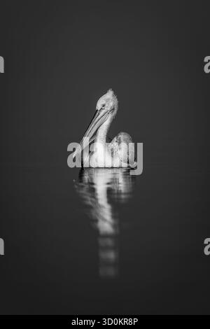 Ein dalmatinischer Pelikan schwimmt auf einem ruhigen, blauen See, dreht seinen Kopf und wirft eine Reflexion. Es hat weißes Gefieder mit einem rosa Auge und einem Gelb und Rosa Stockfoto