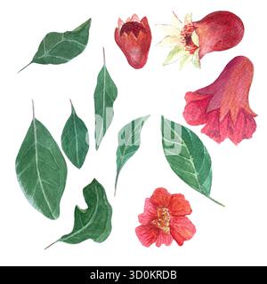 Granatapfelblüten und -Blätter in natürlichen Rot- und Grüntönen. Handbemalte botanische Elemente in Aquarellfarben, isoliert auf weiß, perfekt für Stockfoto