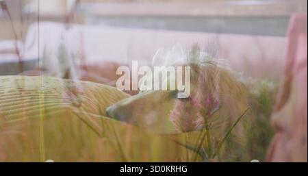Liegender, cremefarbener Hund, der den Kopf auf ein geripptes Kissen auf dem Sofa legt, mit Gräsern und rosa Blumen Stockfoto