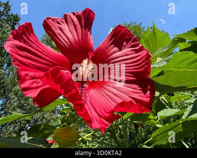 Hibiscus moscheutos Rote Blume Rose Malve, Sumpfrose Stockfoto