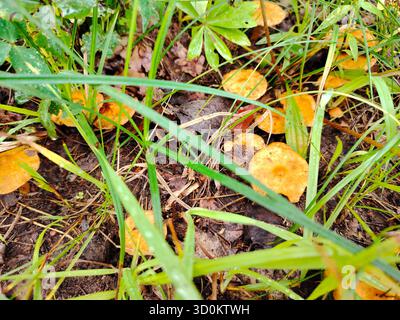 Kleine Orangenpilze, die zwischen Gras und Blattstreu wachsen. Stockfoto