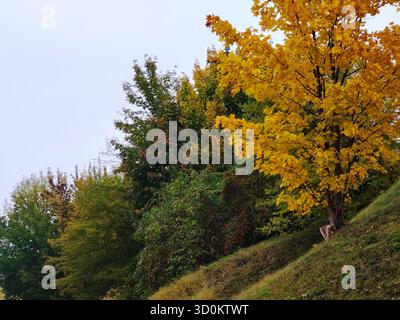 Ahornbaum mit hellgelbem Herbstlaub auf einem grasbewachsenen Hang. Stockfoto
