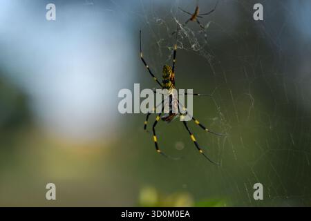 Nahaufnahme einer farbenfrohen Joro-Spinne (Trichonephila clavata), die auf ihrem Netz sitzt. Der leuchtende Gelb-Schwarz-Orbfleber wird im Detail dargestellt und symbolisiert Stockfoto