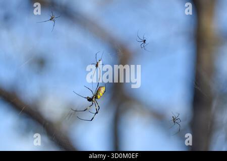 Gruppe von bunten Joro-Spinnen (Trichonephila clavata), die bei natürlichem Tageslicht auf ihrem Netz ruhen. Der Schuss erfasst die empfindliche Struktur des sil Stockfoto